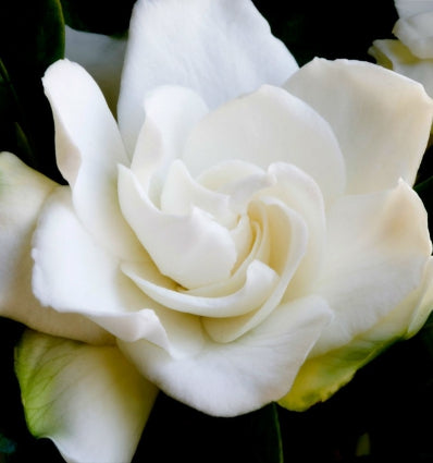 Profumo Femminile - SWEET GIRL