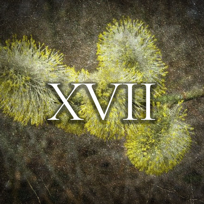 Profumo Raptus XVII