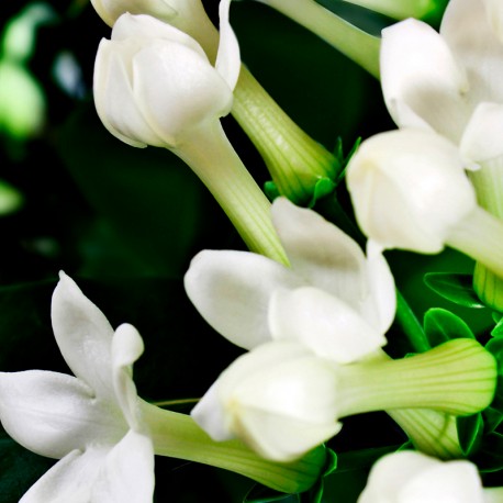 Profumo Femminile - IRIS