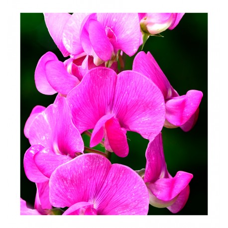 Profumo Femminile - POETIC