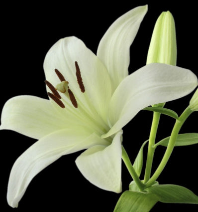 Profumo Femminile - SERENITY