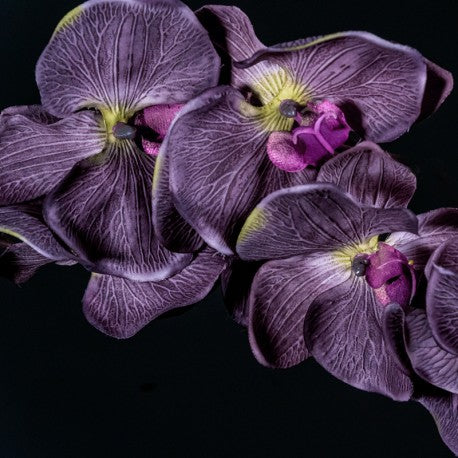 Profumo Femminile - OUDE