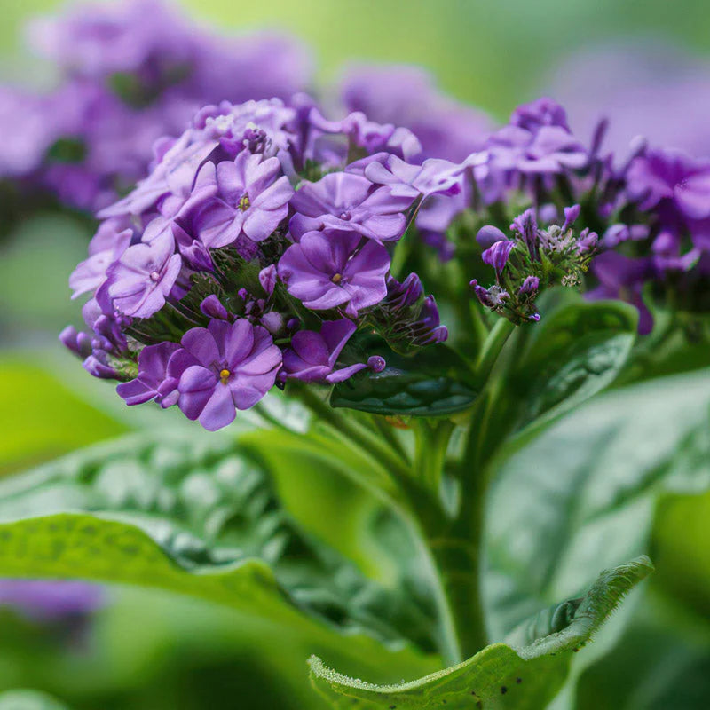 Profumo femminile - Tayda