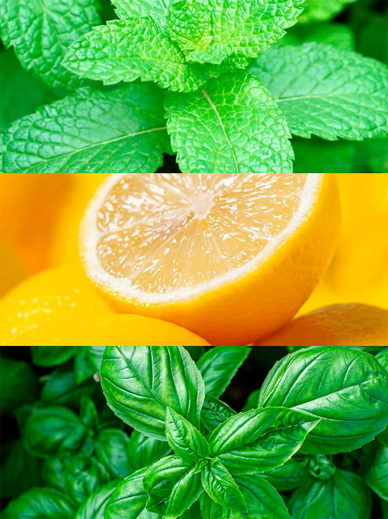 Profumo Maschile - MINT OCEAN