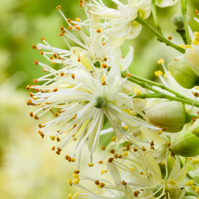 Profumo femminile - Tayda